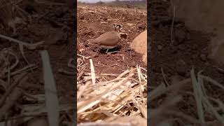 Cursorius temminckii  Temmincks courser [upl. by Noiek]