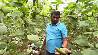 Hydroponic mini cucumber cultivationKannada [upl. by Yerok]