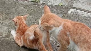 Kucing Kawin Mating Cat cats matingcats catslover pecintakucing kucing [upl. by Lucky]