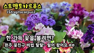 겨울철 실내 꽃식물 추천 스트렙토카르푸스 스카푸 Streptocarpus​ 원주 꽃친구 꽃방 방문 스카푸 키우는 이야기 들어 볼까요 [upl. by Dleifrag]