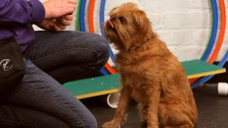 How to Teach Your Dog to Stay  Dog Training [upl. by Sherie]