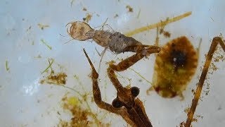 Fascinating Water Scorpion Feeding on Two Insects [upl. by Brote]