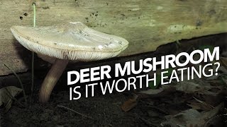 Deer Mushroom — Edible But Is It Worth Eating [upl. by Slotnick883]