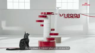 Croissance du chaton Maine Coon [upl. by Lemuel]