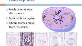 Biology 1 Lecture 12 Mitosis [upl. by Atinek]