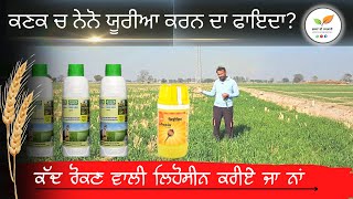 Nano urea on wheat and Basf Lihocin for ਨੌਰਮਲ height [upl. by Goraud]