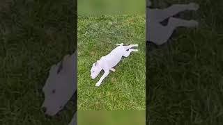 Daily Dose Of Dogs funnyvideos funny trynottolaugh cat dogs memes meme [upl. by Aracaj969]