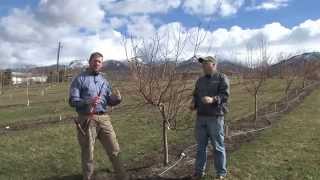 How to Prune Peach Trees [upl. by Goff195]