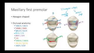 Dental Anatomy Premolars [upl. by Brigida]