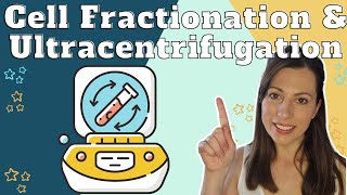 How to study cells  Cell fractionation and ultracentrifugation for AQA Alevel Biology [upl. by Ahsieyk]