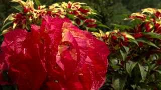 Amaranthus tricolor a towering beauty [upl. by Niltak]