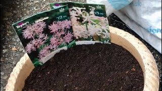 How To Plant Nerines For Autumn Colour How To Grow Nerines In A Container [upl. by Anauqahc]