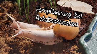 Fortpflanzung bei Achatschnecken  Aufklärung [upl. by Phare]