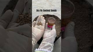 Grow soaked seeds of Spinach for faster result Terrace Garden  Winter Vegetables [upl. by Annaerdna]