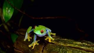 Rainette aux yeux rouges  Costa Rica [upl. by Aicele]