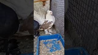 New pigeon Fentalpigeon fentybeauty kabutaar viralvideo trendingshorts [upl. by Leavelle]