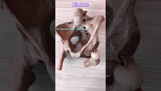 Hip Joint anatomy medical joints physiotherapy physicaltherapyandoccupationaltherapy biology [upl. by Asilaj446]