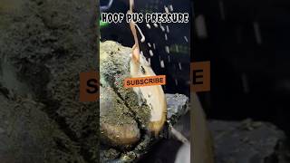 Pus Pressure Relief infected hoof hoof careEquine healthhoof triming asmr farrier shorts [upl. by Emlynne]