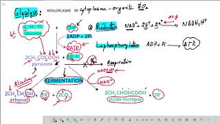 Résumé de la glycolyse et la fermentation [upl. by Sandor]