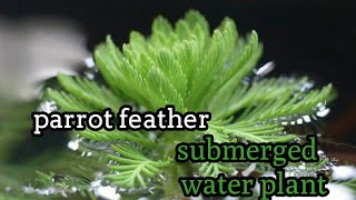 parrot feather water plant  Hornwort or Parrots Feather  submerged water plant [upl. by Ikila]