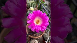 Echinocereus rigidissimus BloomsЦветет Echinocereus rigidissimusΆνθισε Echinocereus rigidissimus😱 [upl. by Marley]