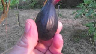 How to Tell When a Fig Is Ripe and Ready to Pick [upl. by Abbye]