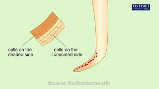 Animation 157 Effects of auxin concentration on the growth of shoots and roots [upl. by Neened]