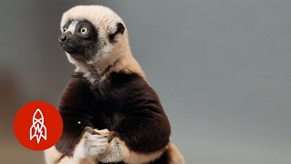 A Jumping Lemur On The Brink The Coquerels Sifaka Hops For Survival [upl. by Carlile]