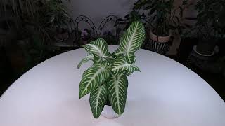 Xanthosoma Caladium lindenii Care What to Know [upl. by Oznarol]