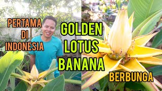 Golden Lotus Banana Berbunga di Jogja [upl. by Freda959]