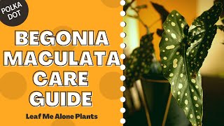 Polka Dot Begonia Begonia Maculata Plant Care Guide For Beginners [upl. by Minta]