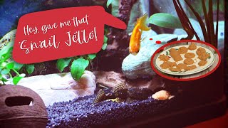 How to make Snello  Snail amp Shrimp food recipe [upl. by Yelrebmik]