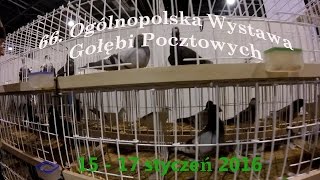 66 Ogólnopolska Wystawa Gołębi Pocztowych Expo Silesia 15  17 styczeń 2016 [upl. by Eelano]