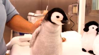 A monthold 2pound emperor penguin gets feeding [upl. by Ffoeg]