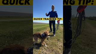 30 Second Dog Training Tip dogtraining dogtrainer puppytraining leashtraining puppies dogs [upl. by Markos]