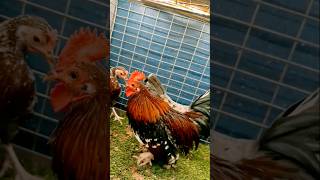 Porcelain quail bantam chicken 🐔 shorts viralshort trending youtubeshorts tiktokviral [upl. by Jojo]