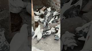 I love kabutar 🥰😱 shortvideos trending pigeon viralvideo ytshorts dilsadzyan [upl. by Itsud37]