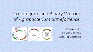 Cointegrate and Binary Vectors By Dr Vibha Khanna [upl. by Dawaj]