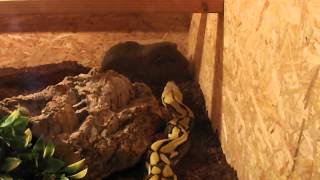 Tiger retic Netzpython vs Meerschwein  guinea pig [upl. by Lirba]