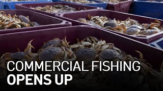 California Officially Opens Up Commercial Fishing [upl. by Aierdna]