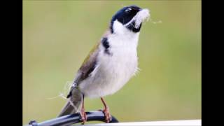 Black Headed Honeyeater call [upl. by Corbet]