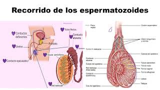 Recorrido de los espermatozoides [upl. by Streeto]