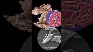 E Coli under the microscopeshorts bacteria biology underthemicroscope [upl. by Yle]