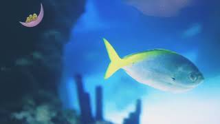 CBeebies Daydreams Little Daydreams 1 Peaceful Dolphins Crush [upl. by Yclek]