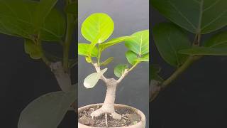 Banyanbonsaiminibonsai ficusfig bonsaitree bot Ficusbonglensisbonsaigarden artficusbonsai [upl. by Belsky]