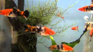 Sanke  Sanshoku Swordtails for sale at Tyne Valley Aquatics [upl. by Epoh]