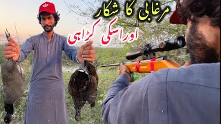 Common moorhen Hunting and Karahi  By Muharram Food Recipes commonmorhen hunting uniquerecipes [upl. by Marijo]