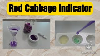 Making and Using Red Cabbage Indicator 4K [upl. by Muslim257]