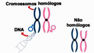 Introdução à genética princípios básicos [upl. by Galang56]