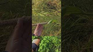 Grasshopper Shooting in my village viralvideo shorts [upl. by Gerfen]